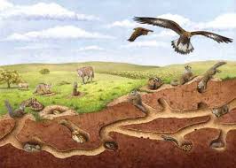 Ask Most People To Name The Most Important Species Of Our Grassland Habitats And They Ll Probably Pic Keystone Species Squirrel Illustration Grassland Habitat