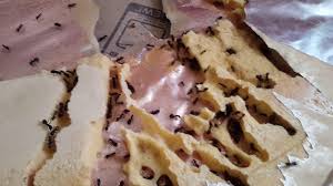 Aside from the juice, you can also use the lemon peels to kill the ants. How To Get Rid Of Ants In The Walls Naturally Cheap Solutions Here