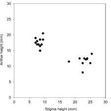 Image result for Rhodopentas bussei