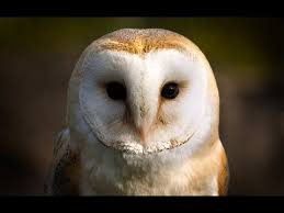 Discovered in its daytime retreat, the barn owl bobs its head and weaves back and forth, peering at the intruder. Owl Documentary Fascinating Facts About Owls New Documentaries Youtube