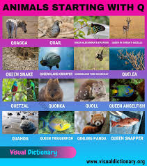 Animals That Start With Q Amazing List Of 15 Animals Beginning With Q Visual Dictionary In 2020 Animals Beginning With Q Animals Starting With Q Animals