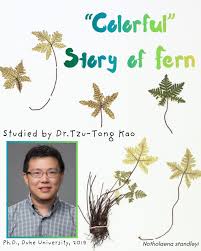 Image result for Triclisia