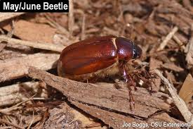 Maybe you would like to learn more about one of these? Night Flying Bumbling Buzz Bombing Beetles Bygl