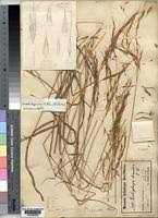 Image result for Loudetia kagerensis