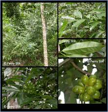 Image result for Artabotrys hexapetalus