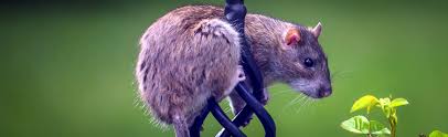 The landlord or the tenant? Pest Control Weybridge Cobham Esher Wentworth Ascot Chobham