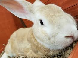 Max The Store Bunny At Greenwood Pets Plants Warren Mi 48089 Pets Greenwood Animals