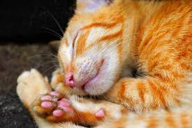 In the case that a particular horn is causing a great cutaneous horns are seldom seen in cats, especially in young ones. How To Groom Cats Paw And Claw Care Life Cats