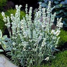 Lavender Seeds Ellagance Snow Lavender Herb Seeds Buy Lavender Plants Lavender Plant Lavender Seeds