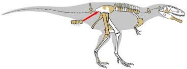 tyranotytan tyrannotitan chubutensis dinoanimals pl prehistoric animals dinosaur skeleton dinosaur
