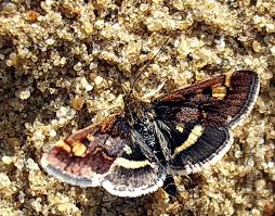Image result for Pyrausta aerealis