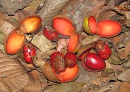 Image result for Staudtia