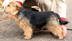 About norwich the breed known today as the norwich terrier originated in the late 19th century in east anglia, a rural region of england encompassing the town of norwich in norfolk county. Datei Norwich Terrier 545 Jpg Wikipedia