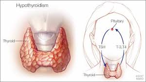 Mayo Clinic Q And A Should I Have My Tsh Level Rechecked