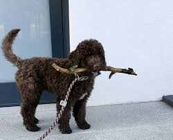 216 likes · 1 talking about this. Baciato Dalla Fortuna Lagotto Romagnolo Zucht Moers Nrw