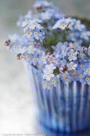 صور ورود زرقاء جميلة beautiful blue roses مدونه المحترف الاول pretty flowers beautiful flowers blue flowers