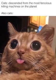 Pin By Dalia Vaz On Lol Cute Animal Memes Funny Animal Memes Funny Animal Pictures