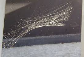 Black And White Spider Texas Poisonous Black Widow Spiders And Brown Recluse Spiders Prevalent In Texas Inspect Children S Play Areas And Outside Toy Black Widow Spider Widow Spider Brown Recluse Spider