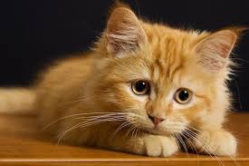 11 Patili Maddede Kedi Mirlamasinin Iyilestirici Gucu Listelist Com Van Kedim Mia Ve Sevimli Canlar Cute Kittens Kediler Ve Yavrulari Ve Kedi