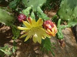 Image result for Opuntia monacantha