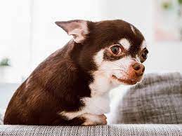 Chihuahua Mirando Al Fotografo Todo Lo Que Hay Que Saber Del Chihuahua Dogs Dogbreeds Razasdeperros Perrospequeno Perros Pequenos Razas De Perros Perros