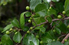 Image result for Flacourtia indica