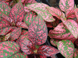 Le sue foglie sono lanceolate color verde scuro con macchie grigio argentate. Hypoestes Hypoestes Phyllostachya