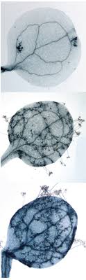 Researchers Discover Beneficial Jumping Gene Patterns In Nature Fun Science Interesting Articles