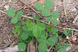 Image result for Neonotonia wightii