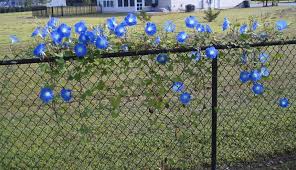 This is the most exciting breakthrough in morning glories in a long time, and we're delighted to be able to offer it to you this season! Pin By Kelli Ward On Gardens Plants Garden Vines Front Yard Makeover Garden