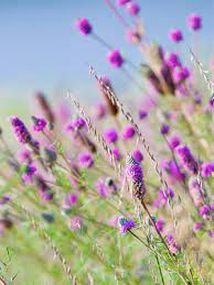Native prairie plants have evolved the ability to survive frequent fires. The Peak Of The Prairie Plants To Know And Grow Chicago Botanic Garden