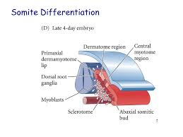 Check spelling or type a new query. Paraxial And Intermediate Mesoderm Formation Of Somites Muscle And Bone Formation Intermediate Mesoderm Kidney Formation Ppt Download