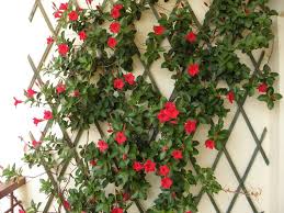 Quali scegliere piante da giardino: Piante Da Balcone Rampicanti Con Fiori E Sempreverdi