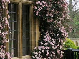 We did not find results for: How To Choose And Grow The Best Clematis Varieties