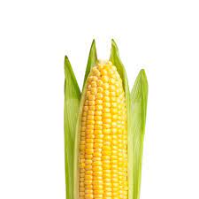A type of grain of the species zea mays. Corn Processing Maize Processing Buhler Group