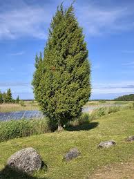 Image result for Juniperus