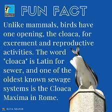 Either way, we think these amazing facts will wow the family. Fun Facts Bird Gallery Houston Audubon