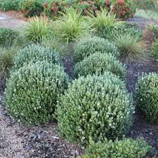 Hardy, handsome and well behaved: Go Gardening Helping New Zealand Grow Garden Inspiration Tips And Advice From The Expert