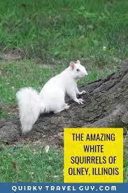 Maybe you would like to learn more about one of these? The White Squirrels Are Almost Everywhere In Olney Illinois Quirky Travel Guy