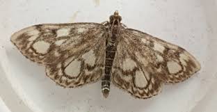 Image result for Nicolasia coronata