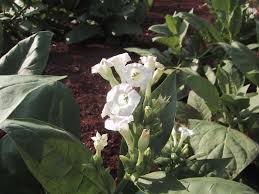 Image result for Nicotiana tabacum