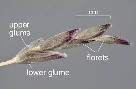 Image result for Eragrostis porosa