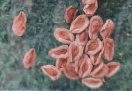 Image result for Huernia leachii