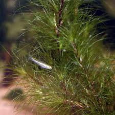 Image result for Najas graminea