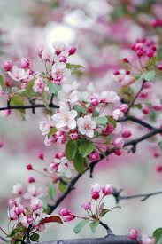 Fiori primaverili bellissimi fiori alberi in fiore arte del fiore ikebana fiore di primavera alberi in fiore. Pin By Wally On Spring And Easter Beautiful Flowers Spring Flowers Pink Flowers