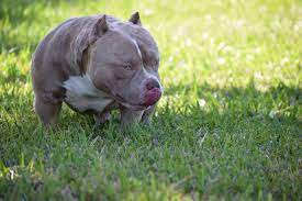 Venomline Discusses The Best Dog Foods Supplements Training For Pocket Bully S Pocket Bully Miniature Poodle Puppy Best Dog Food