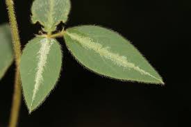 Image result for Desmodium subsecundum