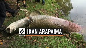 Ikan air tawar juga memiliki kandungan asam lemak dan kalsium yang tinggi dibandingkan air laut. Berita Ikan Arapaima Hari Ini Kabar Terbaru Terkini Liputan6 Com