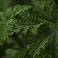 Image result for Cymbopogon nardus