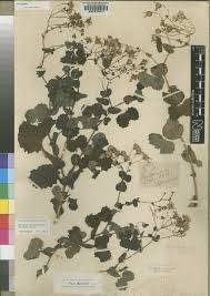 Image result for Senecio auriculatissimus